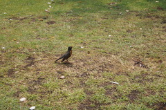 Turdus migratorius