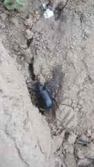 Calosoma peregrinator