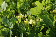 Baptisia bracteata leucophaea