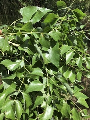 Steganotaenia araliacea araliacea