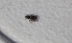 Salticus austinensis
