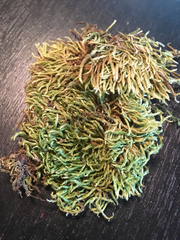 Brachythecium campestre