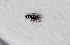 Salticus austinensis