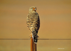 Falco rupicoloides