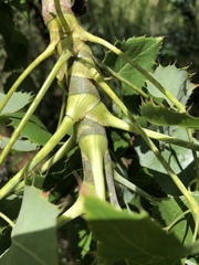 Steganotaenia araliacea araliacea