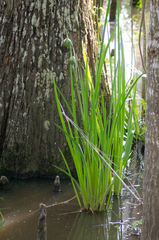 Iris giganticaerulea