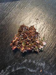 Asterella tenella