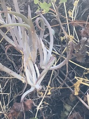 Dudleya attenuata