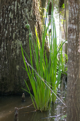 Iris giganticaerulea
