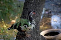 Cairina moschata domestica