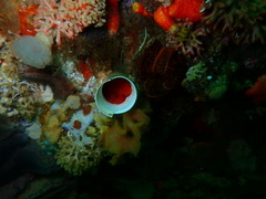 Protula bispiralis