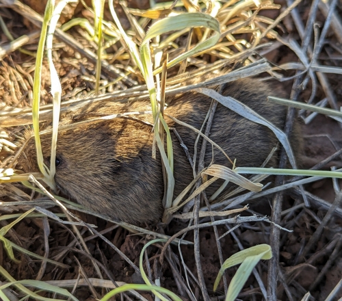 Mexican Vole