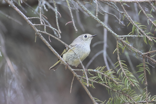 Ruby-crowned Kinglet photographed in Ohio