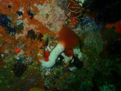 Protula bispiralis