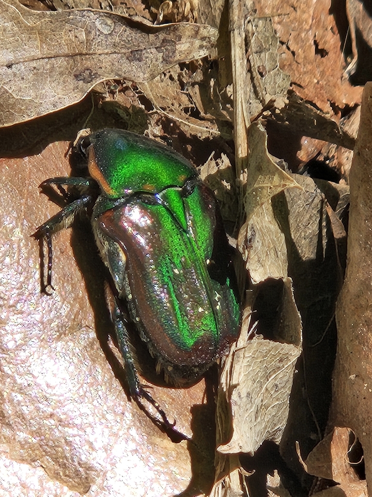 Emerald Euphoria from Indiahoma, Oklahoma 73552, EE. UU. on April 29 ...