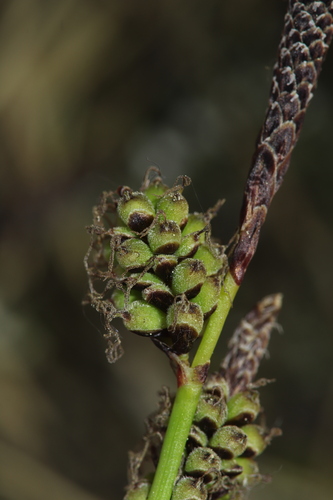 Carex ericetorum Pollich