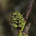 Rare Spring-Sedge - Photo (c) František Lamla, some rights reserved (CC BY-NC), uploaded by František Lamla