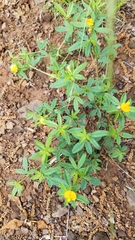 Stylosanthes biflora