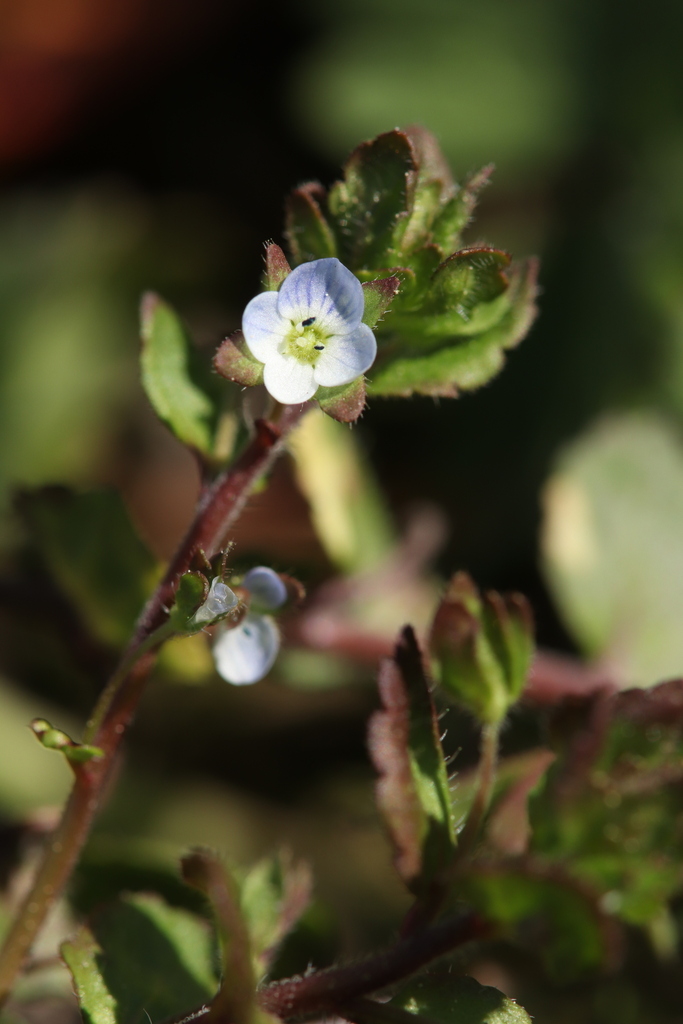 Green field speedwell