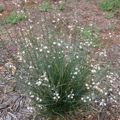 Asphodelus fistulosus