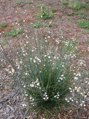 Asphodelus fistulosus