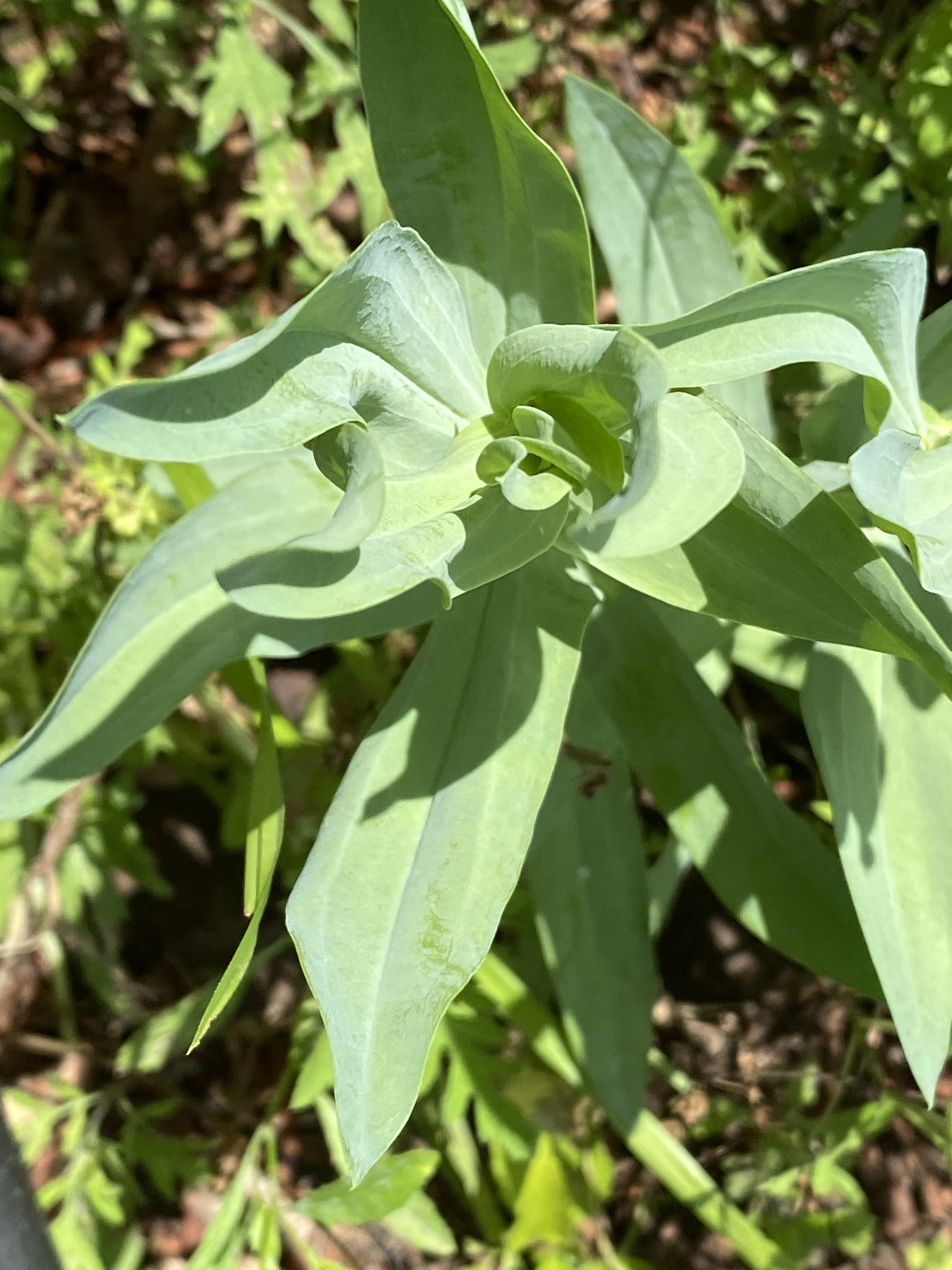 Imagem de Lisianthus