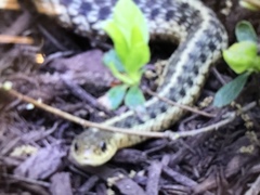 Thamnophis sirtalis