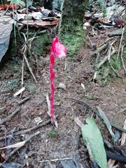 Monotropa coccinea