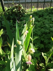 Melandrium