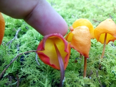 Hymenogloea papyracea