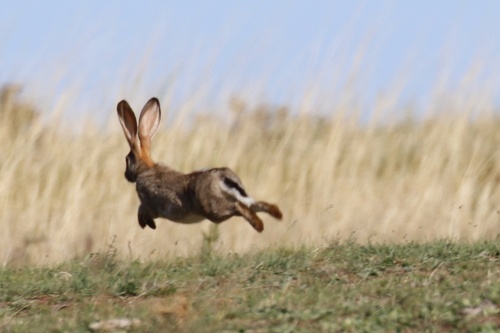 Scrub Hare, City Of Cape Town Rural, Cape Town, WC, ZA, photo 7 of 10