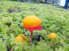 Hymenogloea papyracea