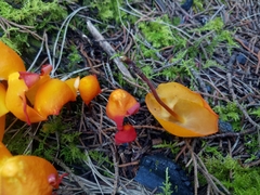 Hymenogloea papyracea
