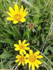 Wyethia angustifolia
