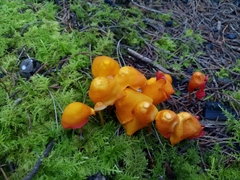 Hymenogloea papyracea
