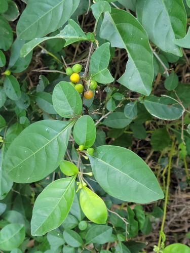 Solanum diphyllum