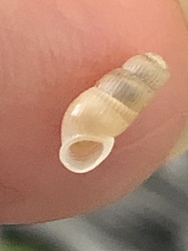 Truncatella bairdiana observed 2024-04-29