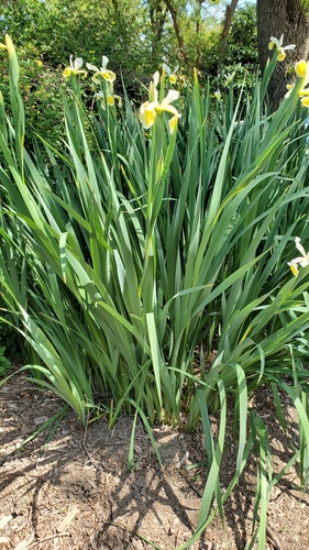 Image of Iris orientalis by (c) mteeter, some rights reserved (CC BY)
