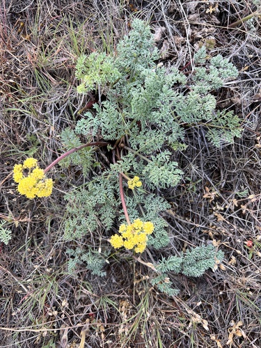 Image of Lomatium donnellii by no rights reserved