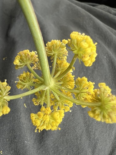 Image of Donnell's Biscuitroot (Lomatium donnellii) by no rights reserved