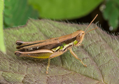 Spathosternum prasiniferum