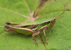 Spathosternum prasiniferum