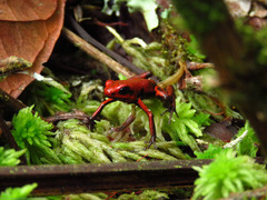 Cassidy's Poison Dart Frog photo 2