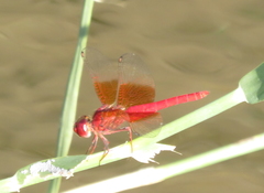 Brachythemis lacustris