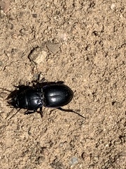 Pasimachus californicus