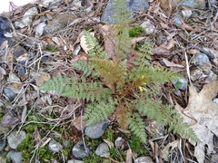 Corydalis cheilanthifolia