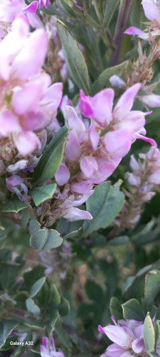 Image of Indigofera cytisoides by (c) Adele SL, some rights reserved (CC BY)