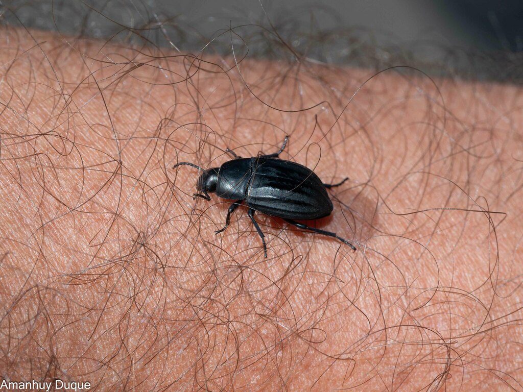 Hegeter costipennis