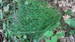 Allium schoenoprasum