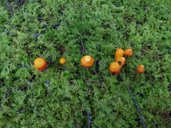 Hymenogloea papyracea